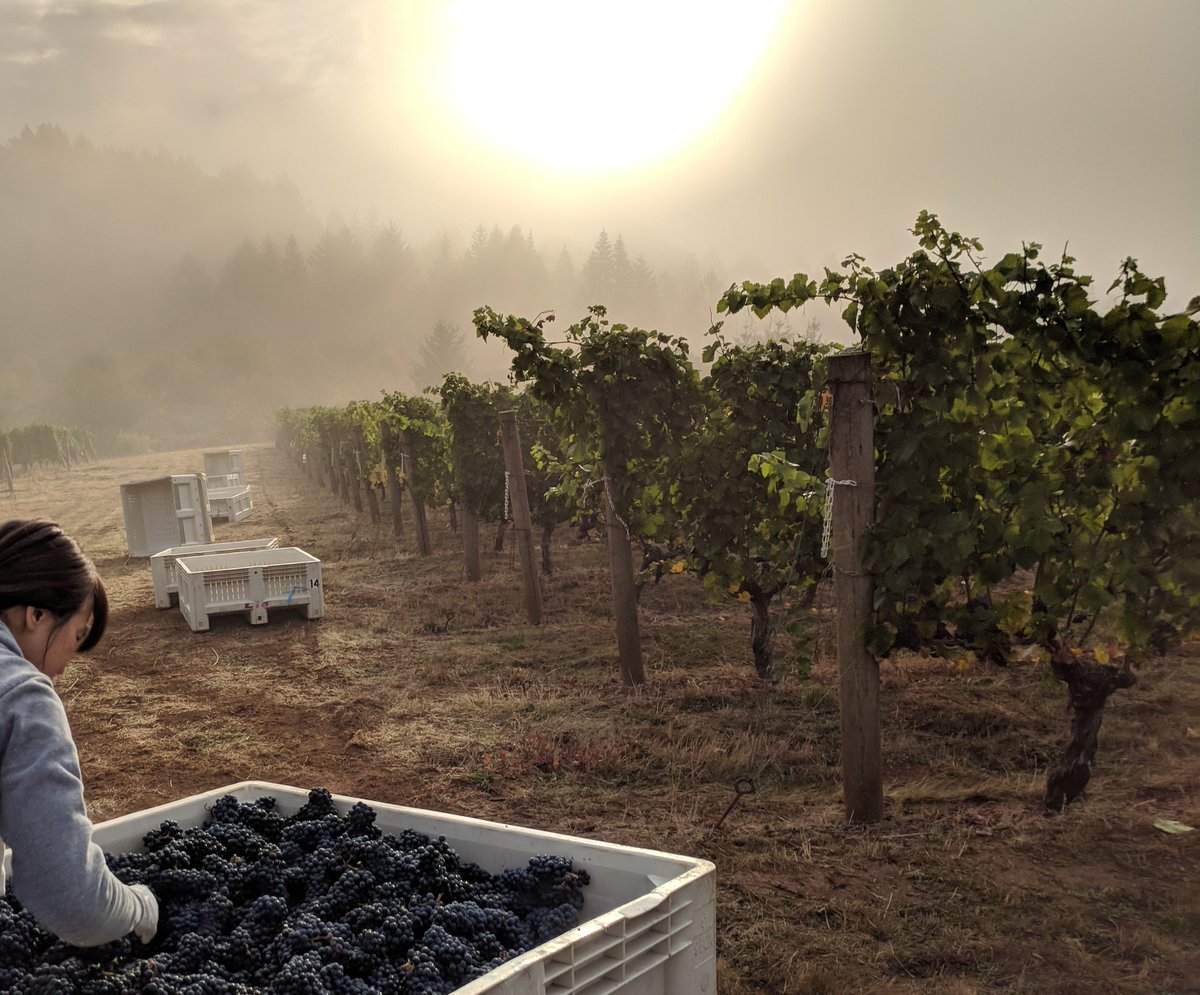 Longplay Wine tweet media