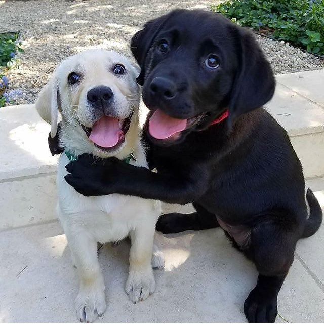 OnlyAnimalStuff's tweet photo. Awww who’s your best friend!!! 😍😍😍 https://t.co/Ii7XsPYgXi