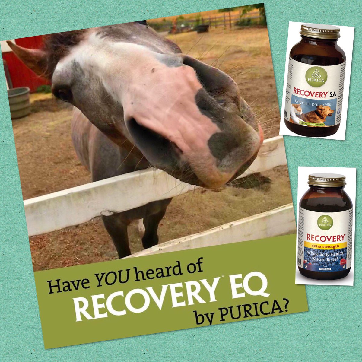 We carry <a href="/PuricaWellness/">PURICA Wellness</a> Recovery for horses, dogs and now humans!!