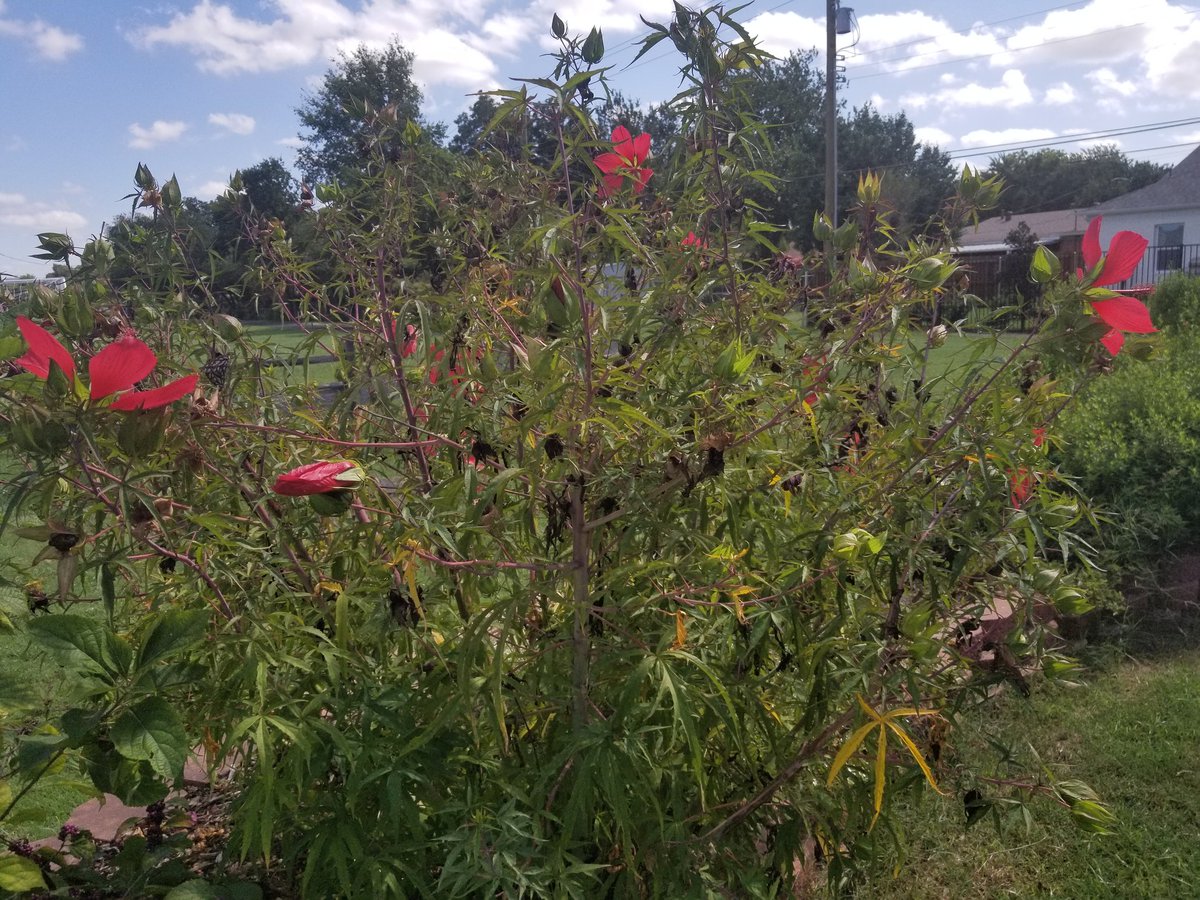 RobynRasberry1's tweet photo. I love how this beautiful resident of Burton Hill ES's campus garden is in several stages of growth. There are buds, partially open blooms, full blooms, and matured blooms. @FWISDCurriculum #FWISD https://t.co/Nfb04HM6hT