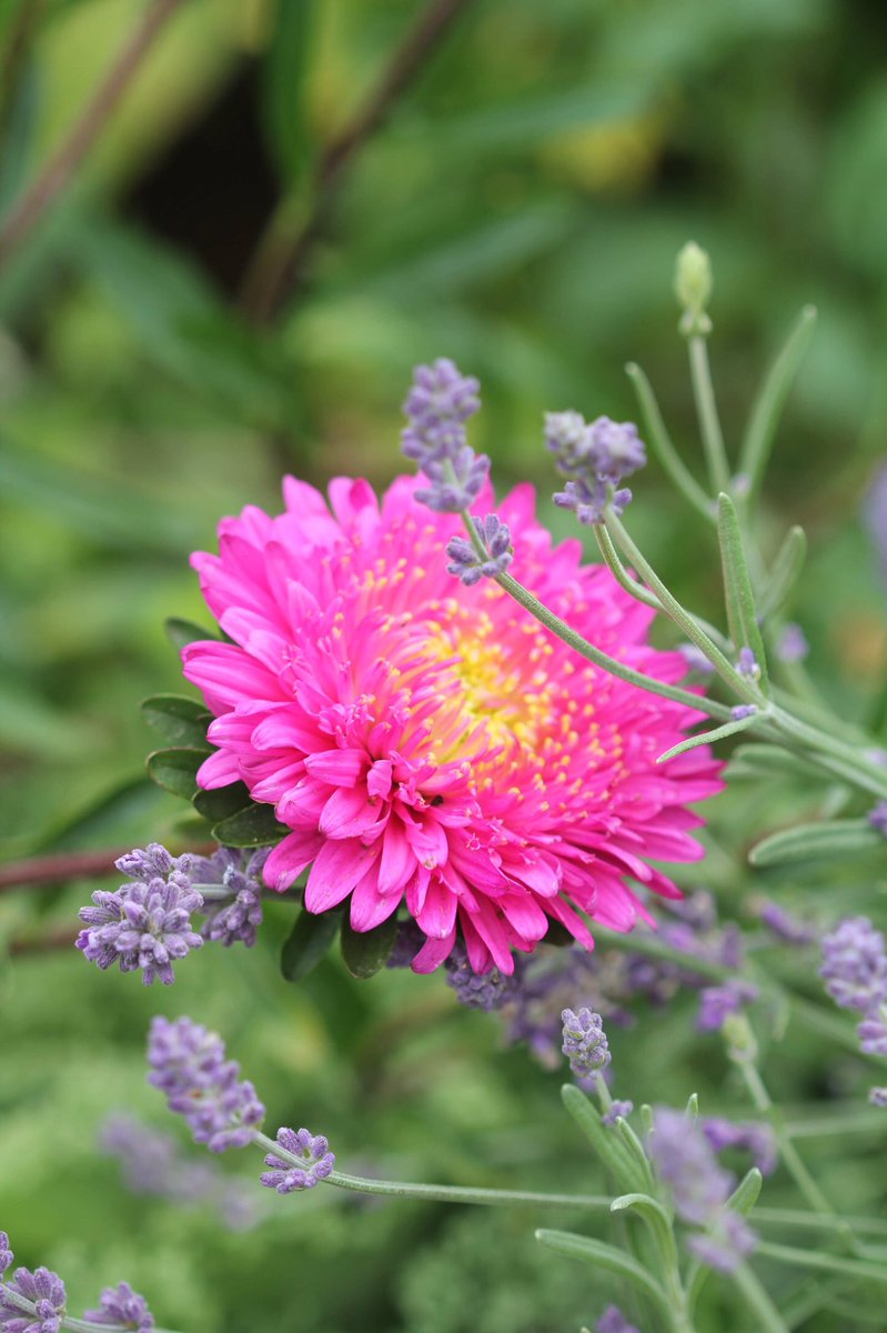 jannibele's tweet image. I’ve recently “discovered” #Callistephus chinensis. They’re truly beautiful. Have to plant them in my own garden next year. Captured in #Hovelsrud garden at #Helgøya #Norway