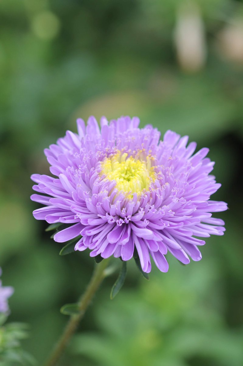 jannibele's tweet image. I’ve recently “discovered” #Callistephus chinensis. They’re truly beautiful. Have to plant them in my own garden next year. Captured in #Hovelsrud garden at #Helgøya #Norway