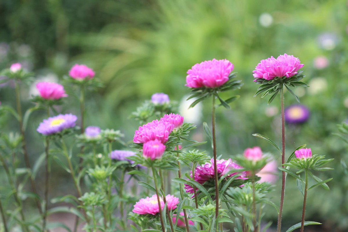 jannibele's tweet image. I’ve recently “discovered” #Callistephus chinensis. They’re truly beautiful. Have to plant them in my own garden next year. Captured in #Hovelsrud garden at #Helgøya #Norway