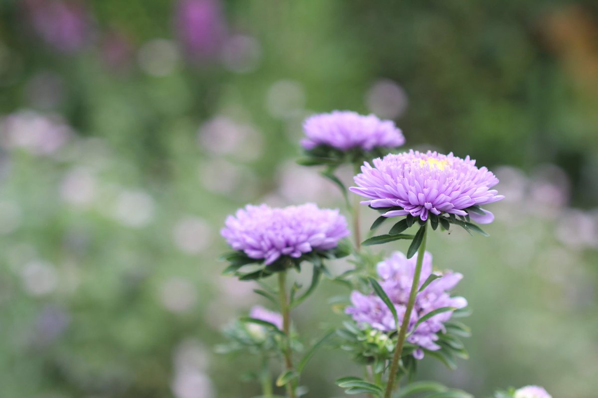 jannibele's tweet image. I’ve recently “discovered” #Callistephus chinensis. They’re truly beautiful. Have to plant them in my own garden next year. Captured in #Hovelsrud garden at #Helgøya #Norway