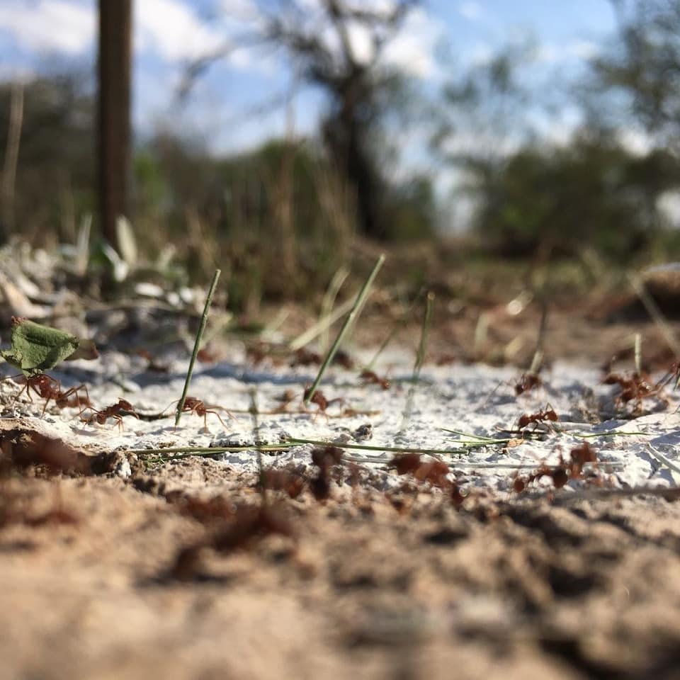 LabProtoFIUNER's tweet photo. En forma conjunta entre el Laboratorio de Prototipado de la FIUNER e integrantes de la cátedra de Ecología de la FCA, se desarrolla el proyecto denominado: "ANT-RECORDER". 
Más info: https://t.co/aqfzQif3KD

#hormigas #ants #raspberry #raspberrypi #impresion3d #3dprint https://t.co/id23muZHPn