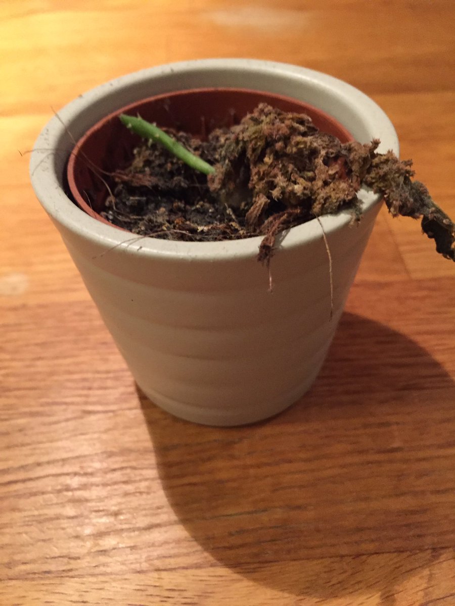 Sanna 🌲🌳🌿 tweet media