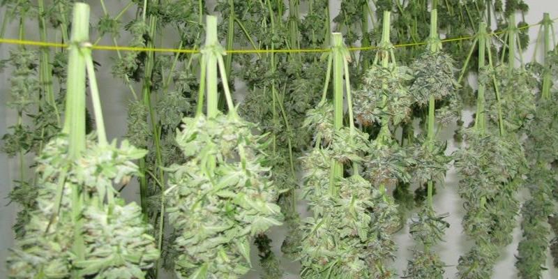 7Filthy's tweet photo. Yep its the best time of the year! Harvest Season! Your welcome America! #Croptober #GrowLIFE #weed #blunts #cannabis #marijuana #420 #kush #weedporn #edibles #concentrates #stoner #rosin #pnw #pnwstoner #maryjane #dank #indica #sativa #hybrid #dab #wax #THC #extracts #FilthyLIFE https://t.co/9Q0V4T7jnO