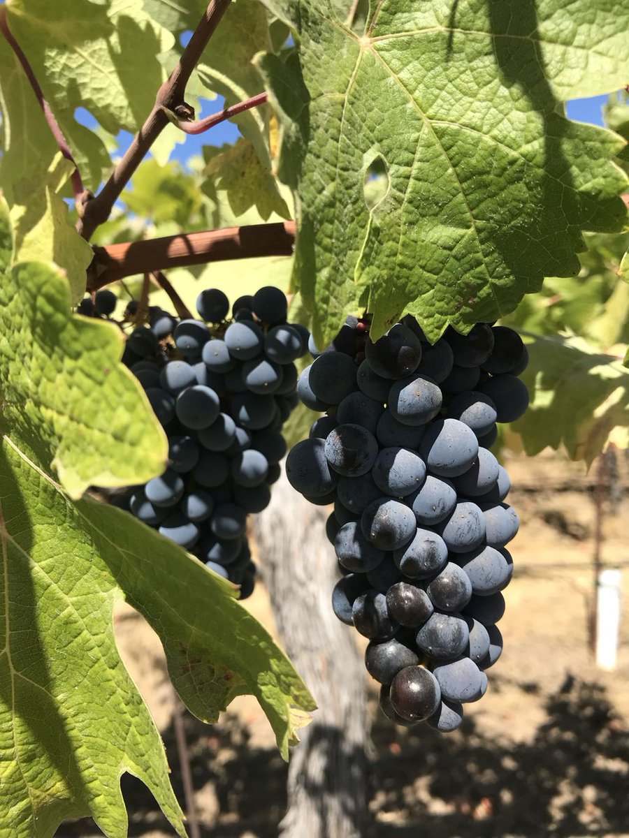#napavalley #harvest2018 is underway and our Cabernet Sauvignon grapes are patiently waiting🍇