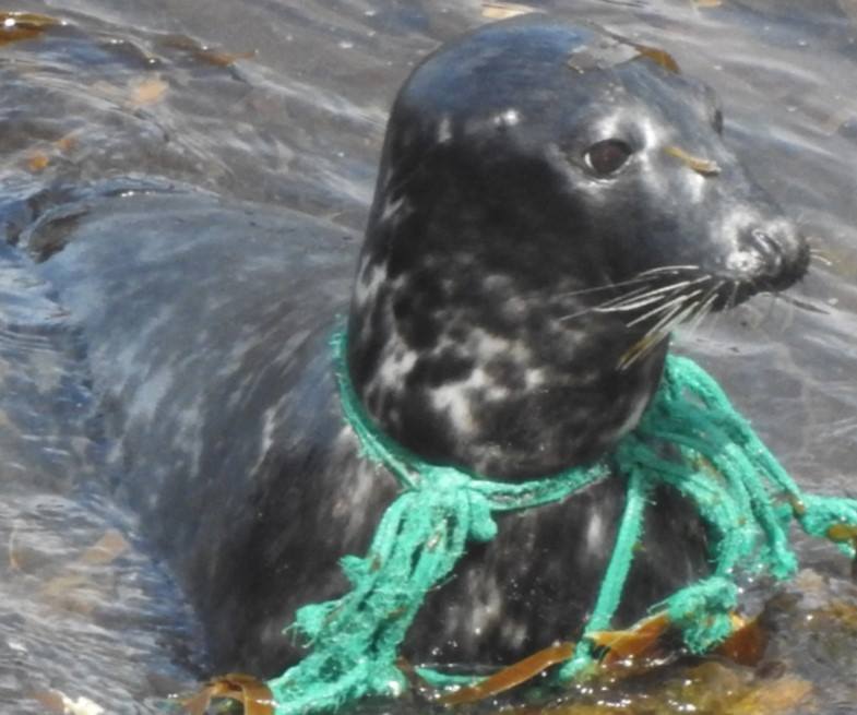 PenzanceHour's tweet photo. We finally GOT HIM!
After 4 months of searching :) LUCKY STAR is FREE!
PHEW and GOOD LUCK little one!!
Please thank everyone who has played a part in this huge success story
#plastickills #discardednets #fishing #marinelife https://t.co/Zb0Fa2JEYc