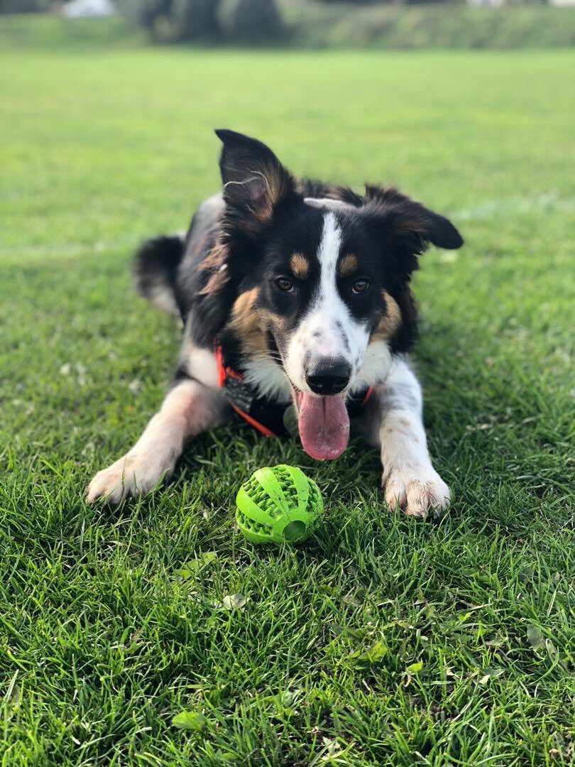 Tired puppy 😎👌 #tiredpuppy #toocute #lovestoplay #loveshiswalks #puppywalks #puppyvisits #puppycare #games #fun #sleepydog #sleepypuppy #bordercollie #bordercolliepuppy #bordercolliesoftwitter #puppy #babydog #puppylove #instapuppy #wirral #chester #wrexham