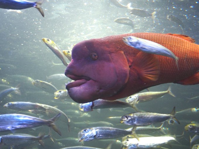 サンシャイン水族館のtwitterイラスト検索結果 古い順