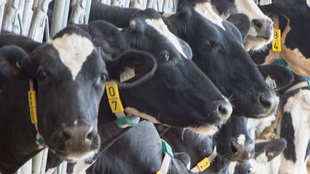 jimtwl's tweet image. Hormones, cows and the new trade deal: What you need to know
cbc.ca/news/canada/us…