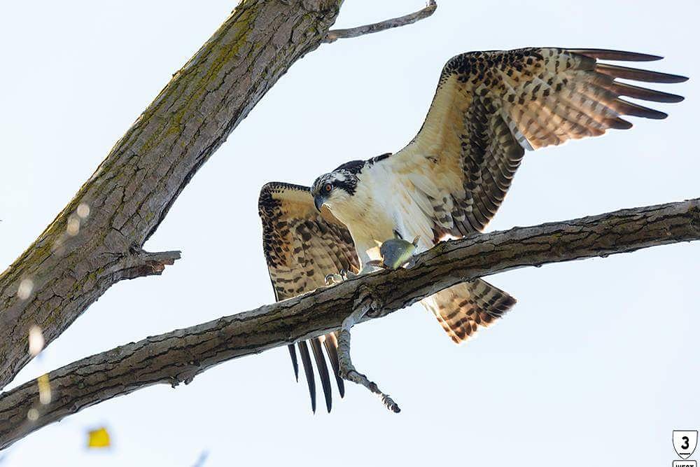 3westphoto's tweet photo. Another shot of the beautiful Osprey. Arriving with its fish supper. Holiday Beach Conservation Area. #osprey #birdsofprey #fishforsupper #holidaybeach #migration #migrationadventure #hawkmigration #festivalofhawks #Ontario #3westphoto #largebird #birdphotography #birdwatching https://t.co/jSJ6pJKLQy