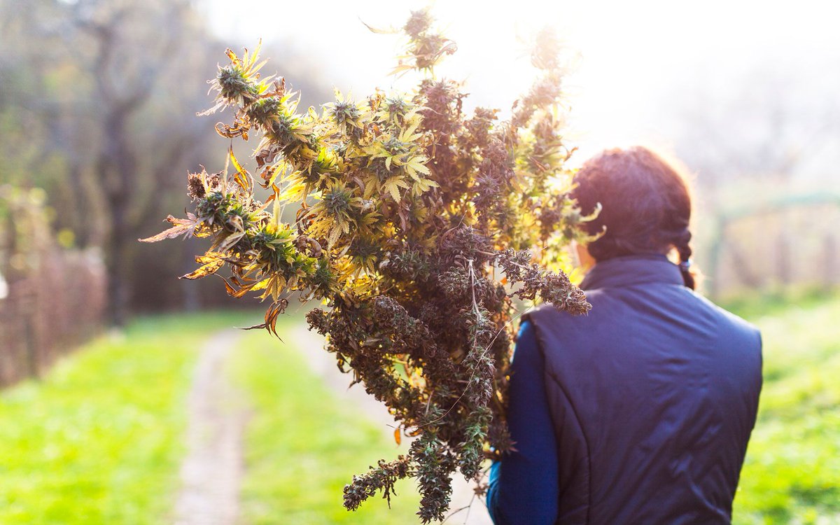7Filthy's tweet photo. Its the most wonderful time...of the yeeear! photo by Leafly #Croptober #GrowLIFE #weed #blunts #cannabis #marijuana #420 #kush #weedporn #edibles #concentrates #stoner #rosin #pnw #pnwstoner #maryjane #dank #indica #sativa #hybrid #dab #wax #THC #extracts #legalizeIt #FilthyLIFE https://t.co/M0xLR3jYXH