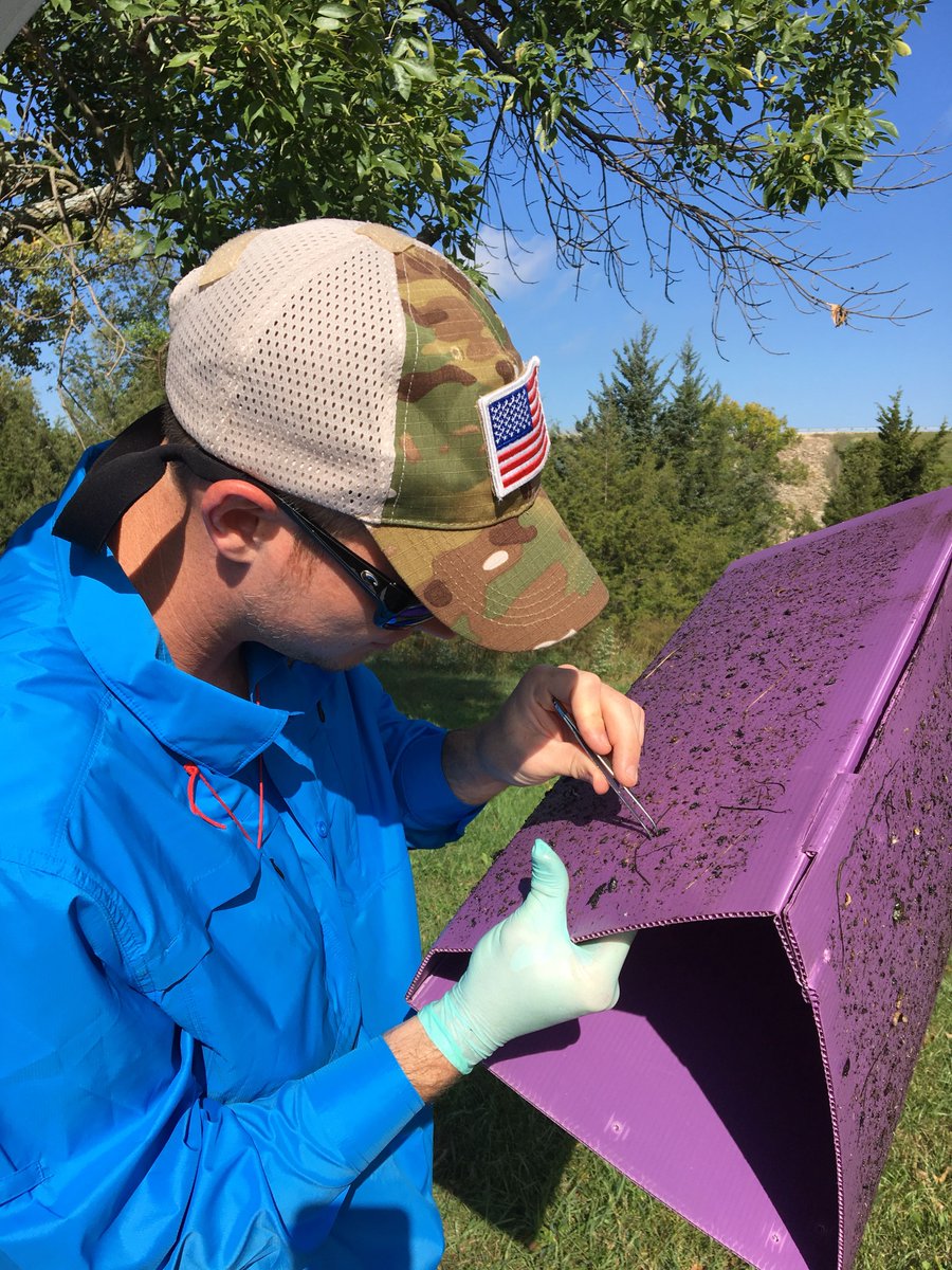 usacetulsa's tweet photo. Forester Nathan Beane, @ArmyERDC, examines a purple prism trap for Emerald Ash Borer Beetles &amp; other bugs at John Redmond Reservoir #Kansas. Traps were deployed as part of a monitoring project for the invasive Ash Borer Beetles across @USACETulsa Lakes. #forestry #pests #beetles https://t.co/dXNAVyXjwz