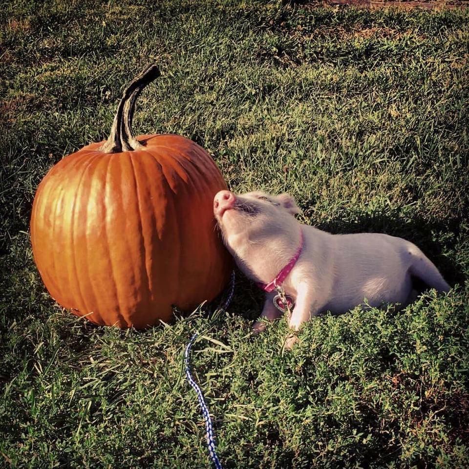 TheHumaneLeague's tweet image. RT if you love pumpkin spice season as much as this little piglet!  🙋🐷🎃