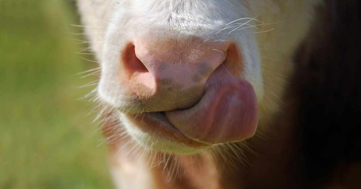 CRYSTALYX (@crystalyxbrand) on Twitter photo Feeling the stress of an endless to-do list? As calves are weaned this fall, they may also experience stress as they encounter significant life changes. <a href="/JillLarson1/">Jill Peine</a> discusses the important role of saliva in both getting and keeping calves on feed. --> bit.ly/2Nla4A9 Feeling the stress of an endless to-do list? As calves are weaned this fall, they may also experience stress as they encounter significant life changes. <a href="/JillLarson1/">Jill Peine</a> discusses the important role of saliva in both getting and keeping calves on feed. --> bit.ly/2Nla4A9