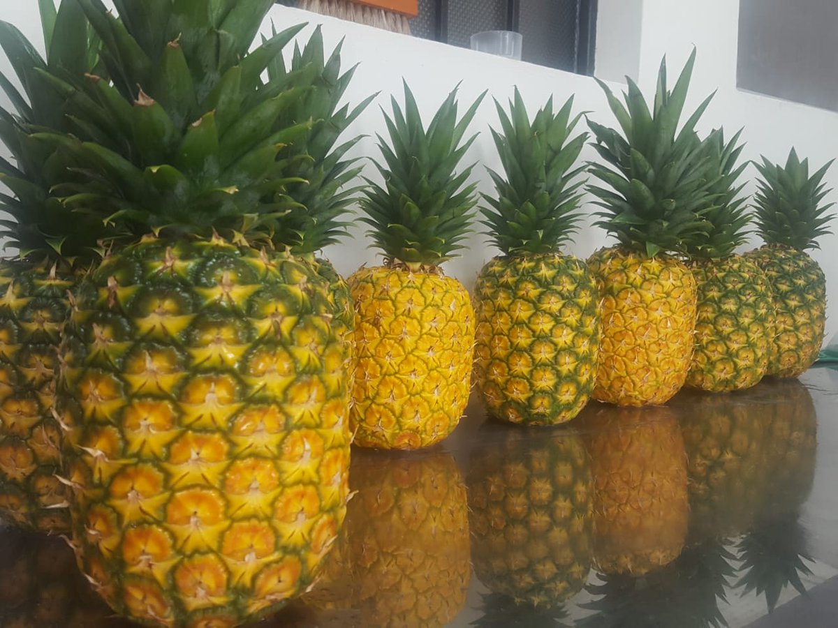COLGREENS's tweet photo. Diferentes grados de maduración de la piña / Different degrees of ripening of the pineapple
#piña #gradosdemaduracion #pineapple #degreesofripening #fruta #fuit #colgreens #colombia  #tolima #frutadeexportacion #fruitofexportation #exportation #exportacion #colombiangreenssas https://t.co/rdFgjVaxoY