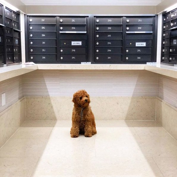 You've got mail! Our furry friends feel right at home at #eosnomad.
Instagram 📷: <a href="/chewiethedude/">Justin Snyder</a>  #lovewhereyoulive