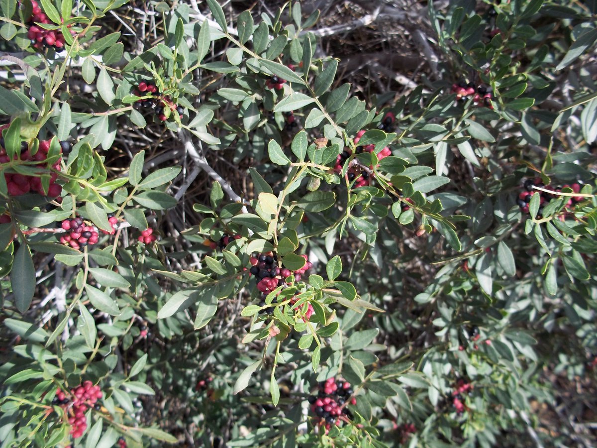 SmidaSamali's tweet image. 