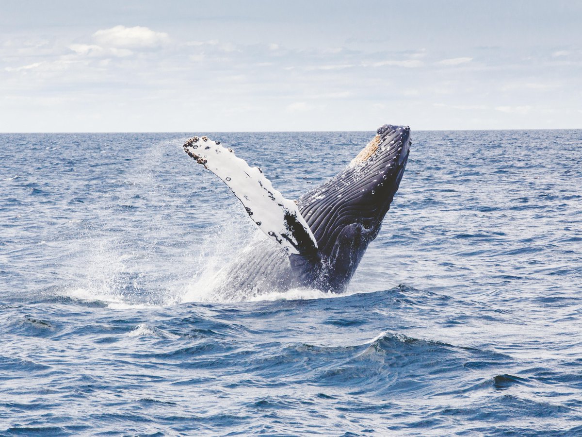 It is Blue Whale and Humpback Whale Season in #SanFrancisco. Set off on an excursion during your stay. <a href="/SFWhaleTours/">SF Whale Tours</a> #whalewatching #sfbay