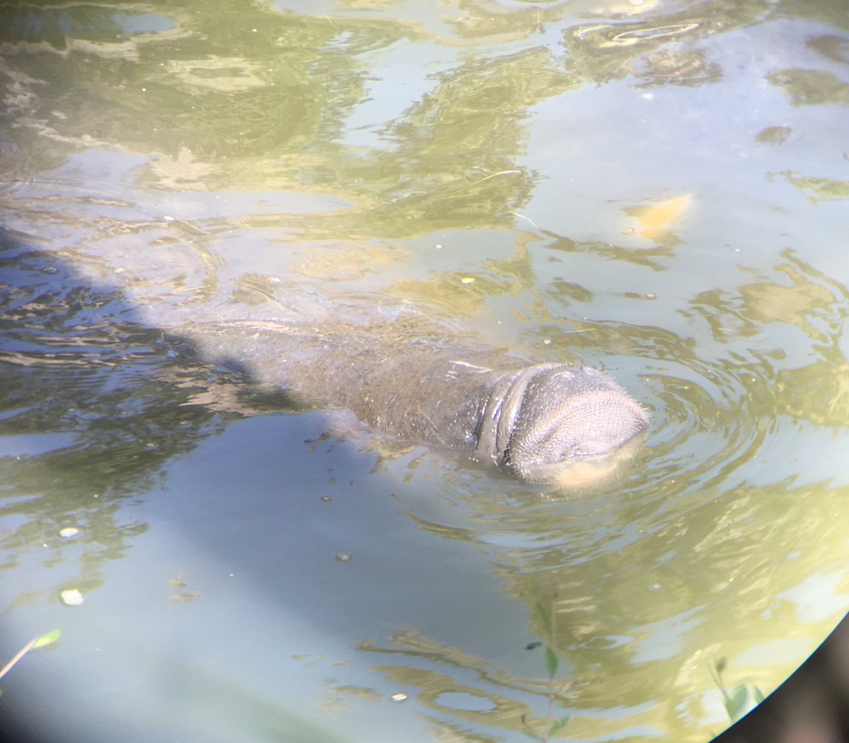 jenndittmar's tweet photo. I just like manatees; manatees are my favorite. https://t.co/134Ma0O2yB