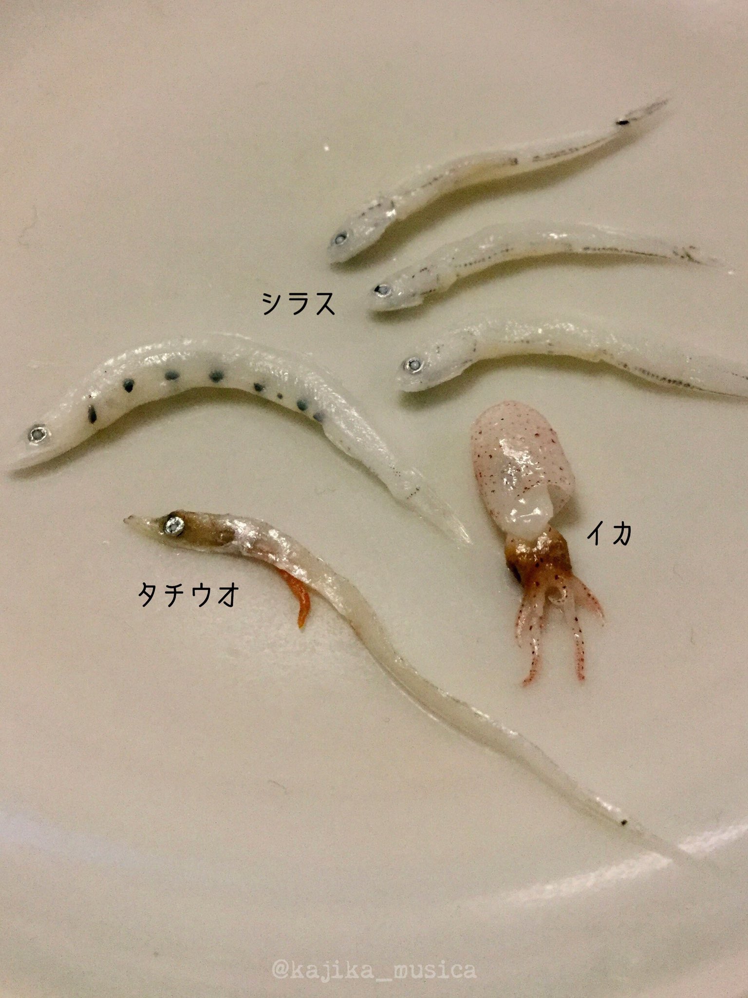 カジカ 頂いたシラスを食べていたら 選別が甘いのか色々出てきた しかし2枚目のタチウオは 何故目を逃れたのか疑問に思うくらい 大きくて可笑しかった このサイズにもなると ちゃんとタチウオの味がする 以前 わざわざ選別前のシラスを取り寄せて