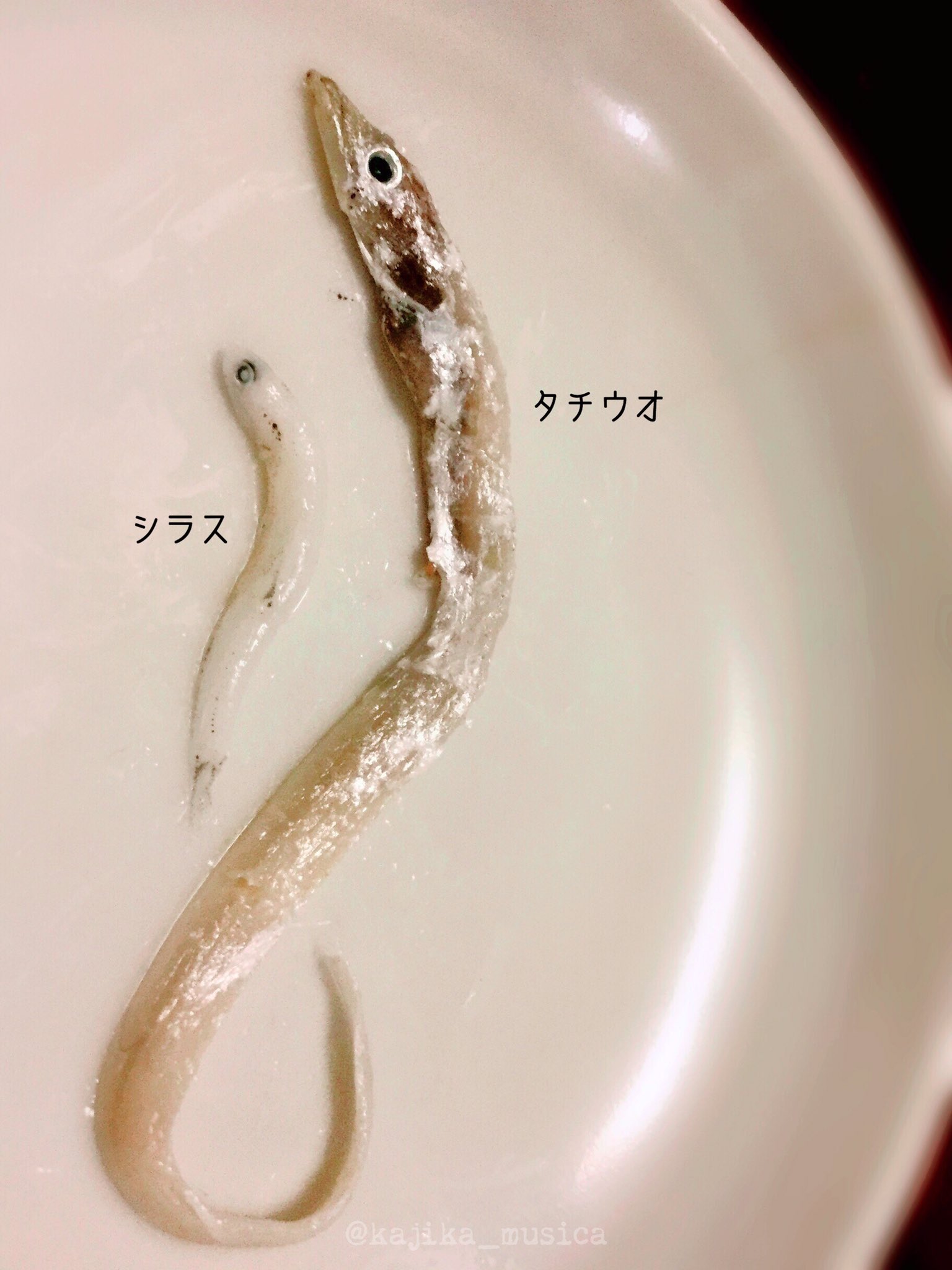 カジカ 頂いたシラスを食べていたら 選別が甘いのか色々出てきた しかし2枚目のタチウオは 何故目を逃れたのか疑問に思うくらい 大きくて可笑しかった このサイズにもなると ちゃんとタチウオの味がする 以前 わざわざ選別前のシラスを取り寄せて