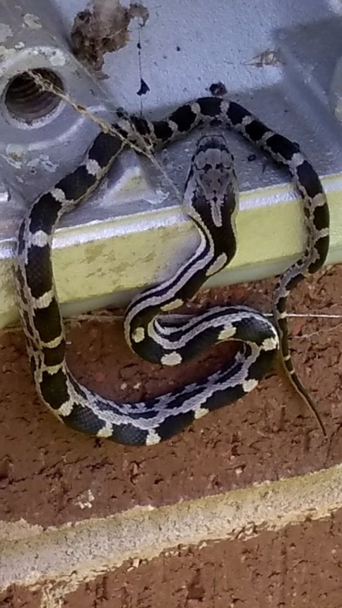 ileacrum's tweet photo. Any suggestions on what this guy might be? 🐍 #gardenclub #snakes #pauldingscience https://t.co/NYrAkyYtSy