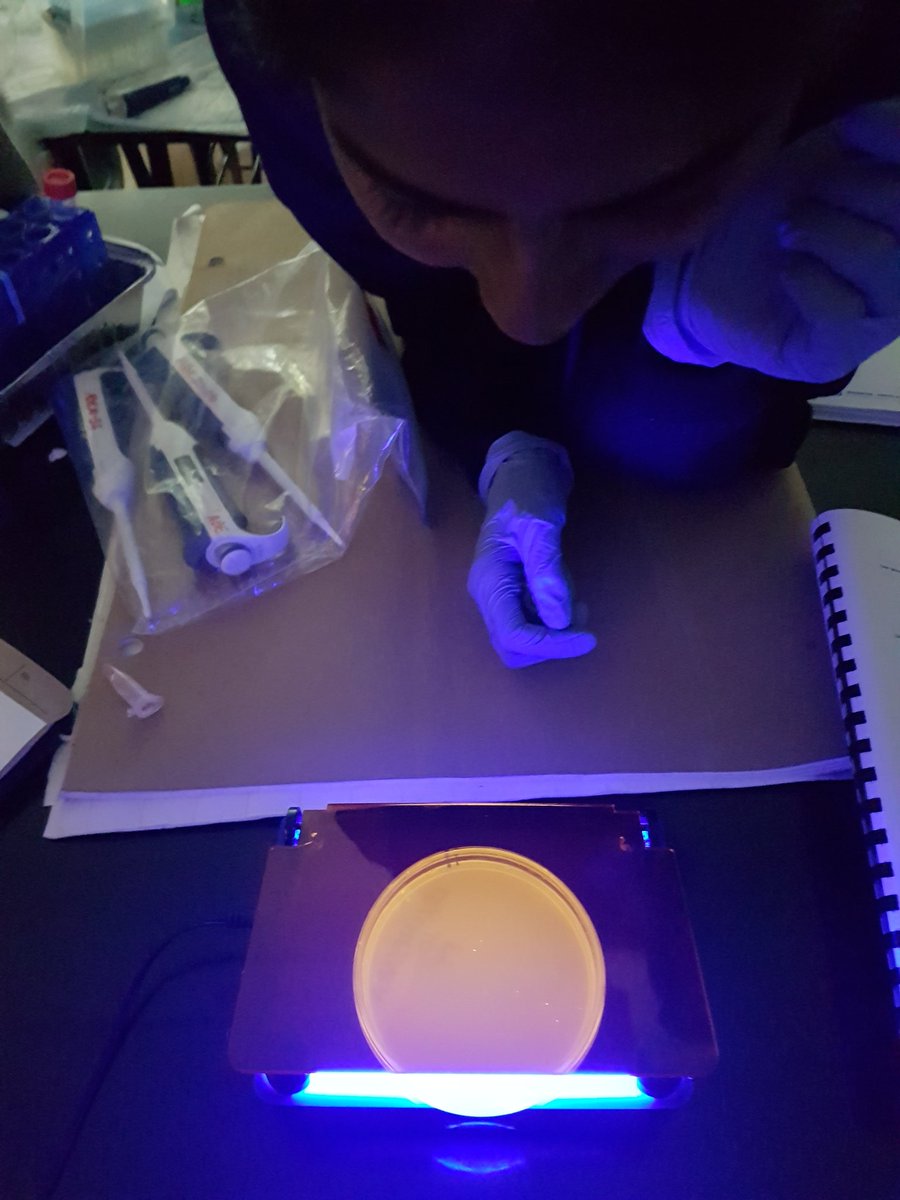 ms_pham_science's tweet photo. Got pink colonies after 24 hrs. It's been a wonderful hands-on experience for our students. A huge thanks to Dr.@EugeniaDuodu for connecting us to Amgen program. @han85_han @ABEProgOffice @ABEUTM1: thanks so much for your tremendous support.
@kootarm @TDSB_Kipling https://t.co/nQazVD70qa