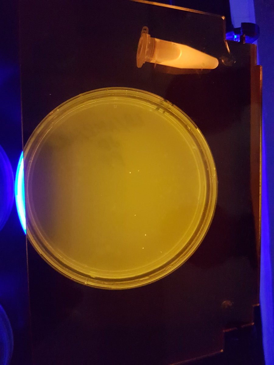 ms_pham_science's tweet photo. Got pink colonies after 24 hrs. It's been a wonderful hands-on experience for our students. A huge thanks to Dr.@EugeniaDuodu for connecting us to Amgen program. @han85_han @ABEProgOffice @ABEUTM1: thanks so much for your tremendous support.
@kootarm @TDSB_Kipling https://t.co/nQazVD70qa