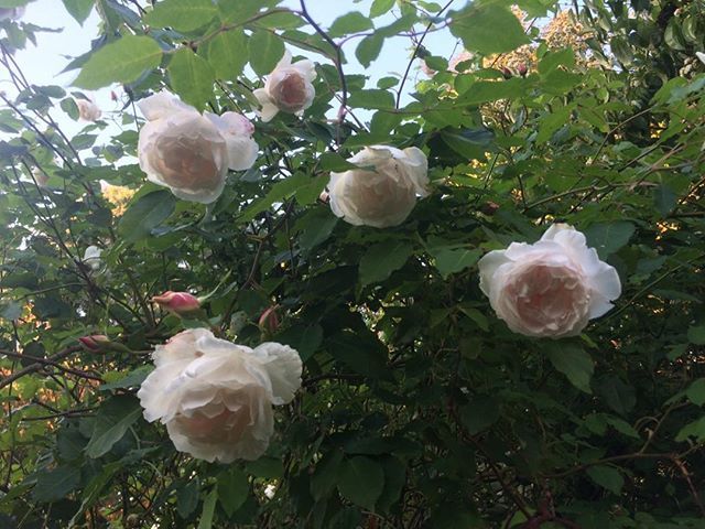 Vigorous growing , strong pleasant fragrance climbing rose #MadameAlfredCarriere delightful well into the autumn months. #thesuffolkcoast. #Aldeburgh, #Southwold, #Woodbridge, #Orford. #Saxmundham. ift.tt/2IzOuY4