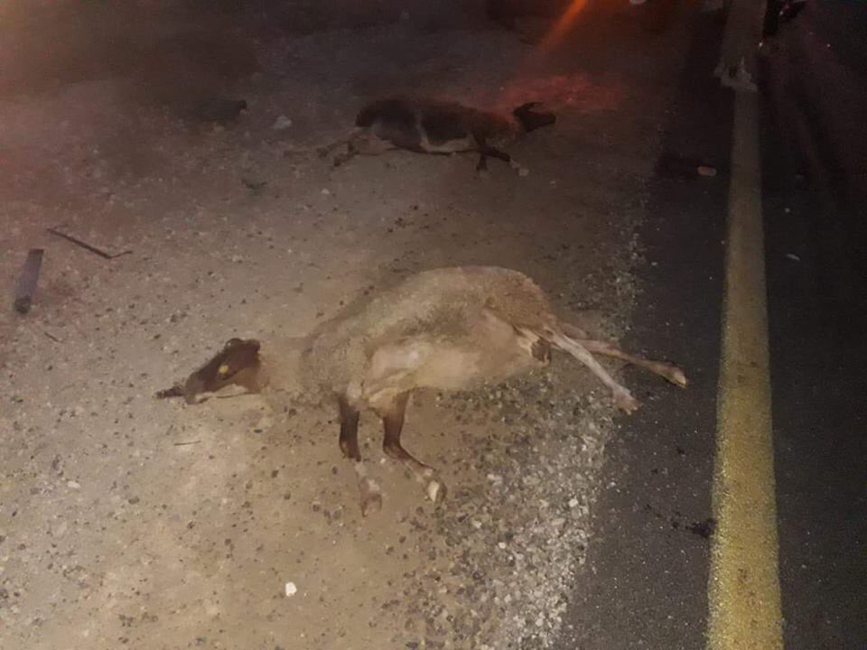 Extremist out-of-control  #IsraeliSettlers run over a number of sheep near town of  #Samua  #الخليل  #GroupPalestine #قروب_فلسطيني