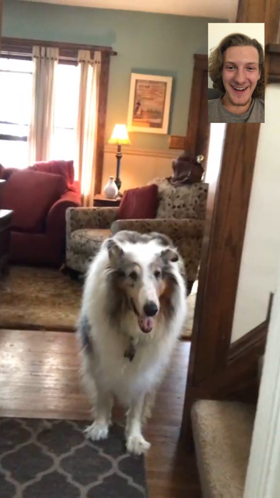 theoreoromeo's tweet photo. It is ubiquitously essential to understand the importance of periodically FaceTiming your dogs  when you are on an extended leave from your household. https://t.co/vG05HrWXSL
