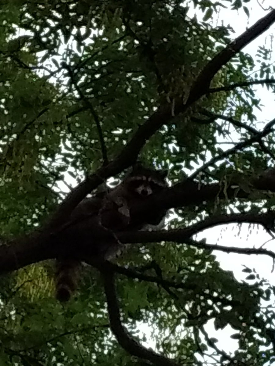 nydarkblue's tweet photo. Trash Panda hanging out in tree in our backyard. #ThisIsQueens https://t.co/GWERbACeWp