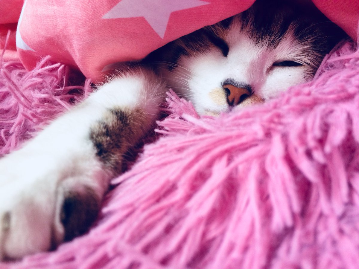 Cristina_Ryan_'s tweet image. She’s killing me with Cuteness!! 💗 
#PrincessPoppy #cats #CatsOfTwitter #sleepyface