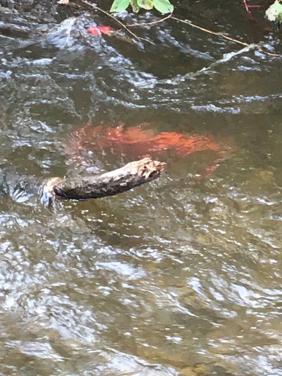BitzJbitz's tweet photo. Outdoor learning. The salmon are spawning what better than a lesson of the importance of Salmon to the Syilx People and what we can do for the health of our creeks and spawning grounds. @KalamalkaSecond @SD22Vernon @bcscta @STEMEduc https://t.co/iomSmvrImY