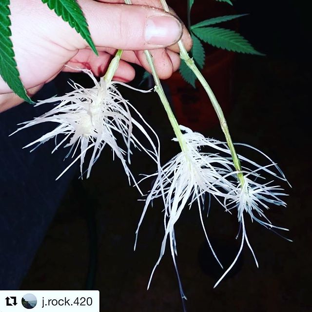 By: instagram.com/j.rock.420
・・・
“#bubbax clones 9 days. #clonex #dontpanicitsnotorganic #toeachtheyown #rootporn #roots #fishbone #growyourownmids #permaclone #cannabisfarmer #inhousegenetics #ihg #ihgarmy #platinum #pre98bubba #midsfarmer #midslifecrisis #midsornone ...”