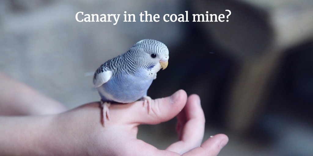 DocExecutive's tweet photo. Dr. Christina Maslach at #Coaching18 conference: If canaries are dying in the coal mine, do you focus your efforts on breeding canaries that can stand the toxic air? No, you change the air. It is the same with #PhysicianBurnout. @PamelaWibleMD @andreaedurkin https://t.co/dUvmInevRi