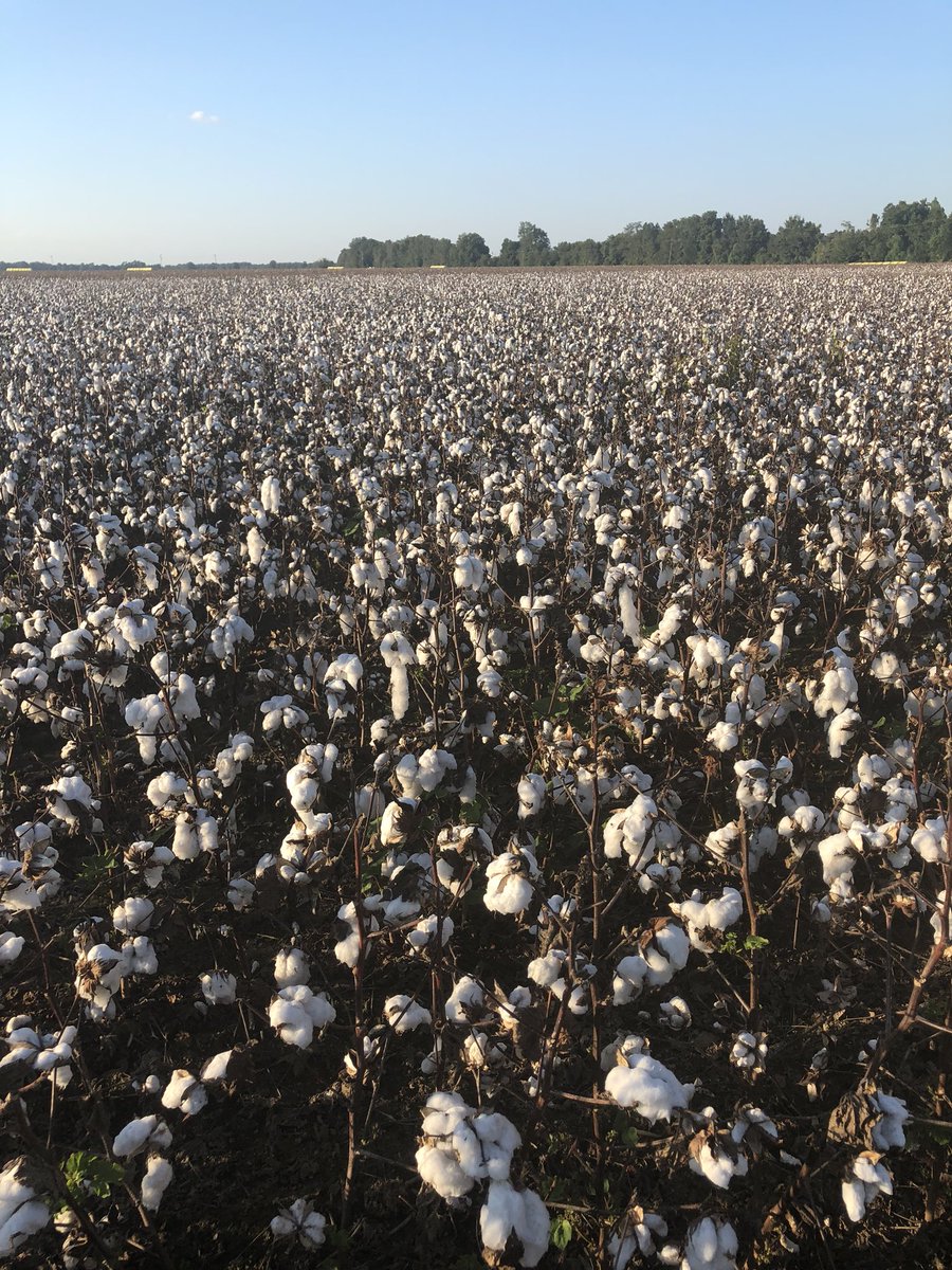 Goin old school to get #cotton OVT at Bee Lake picked weighed and dumped.  Some great cotton here.  Thanks to Michael Thompson for having us. #mscrops
