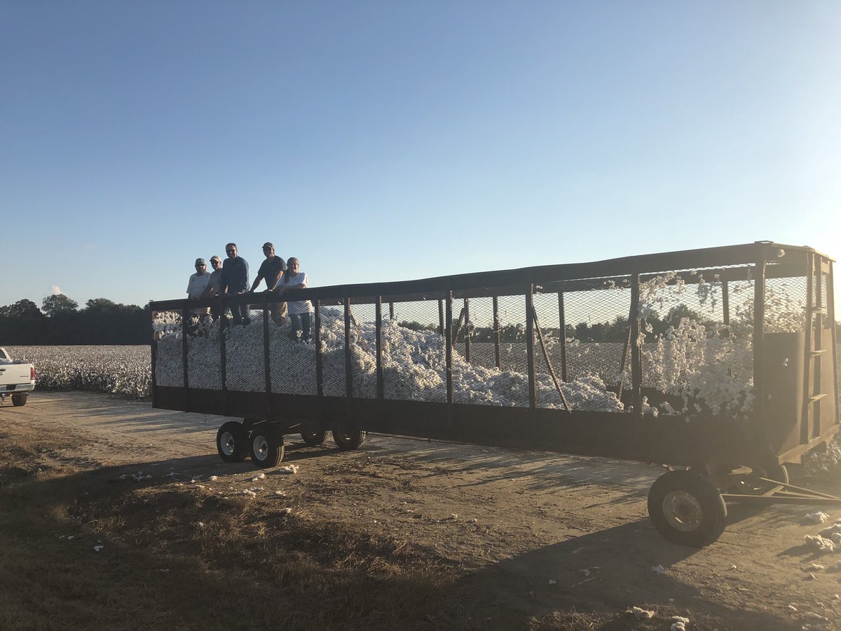 DarrinDodds's tweet image. Goin old school to get #cotton OVT at Bee Lake picked weighed and dumped.  Some great cotton here.  Thanks to Michael Thompson for having us. #mscrops