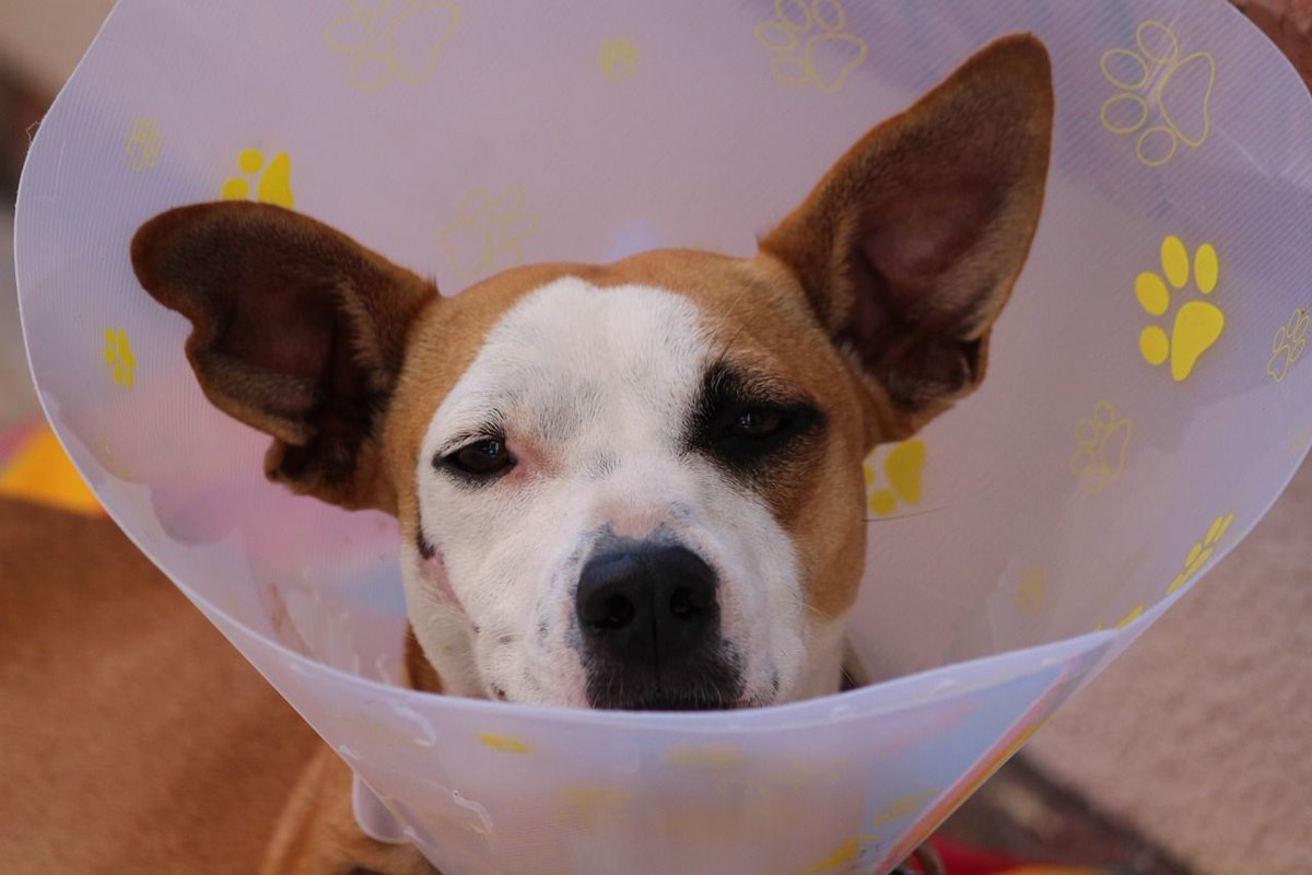 Acuro6's tweet photo. Don't forget to schedule a visit to the veterinarian! #trackpethealth  #UCLASMM https://t.co/DGgMKyw8Md