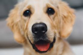 CUCancerCenter's tweet photo. This man is a dog's best friend. Take a look at this Q&A with Doug Thamm, V.M.D., DACVIM. #cancerresearch #CSUOneCure #CUAnschutz
https://t.co/sbaTvOCKlL https://t.co/465psZKZpT