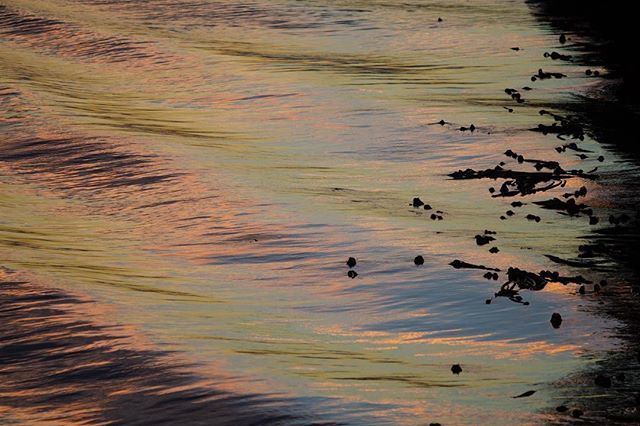 lerumphoto's tweet photo. Somewhere in the PNW, where you find a mixture of reflections from the rainforests and sunsets.

#pnw #sunset #rainforest #reflections #photography https://t.co/gIwfx5geH0