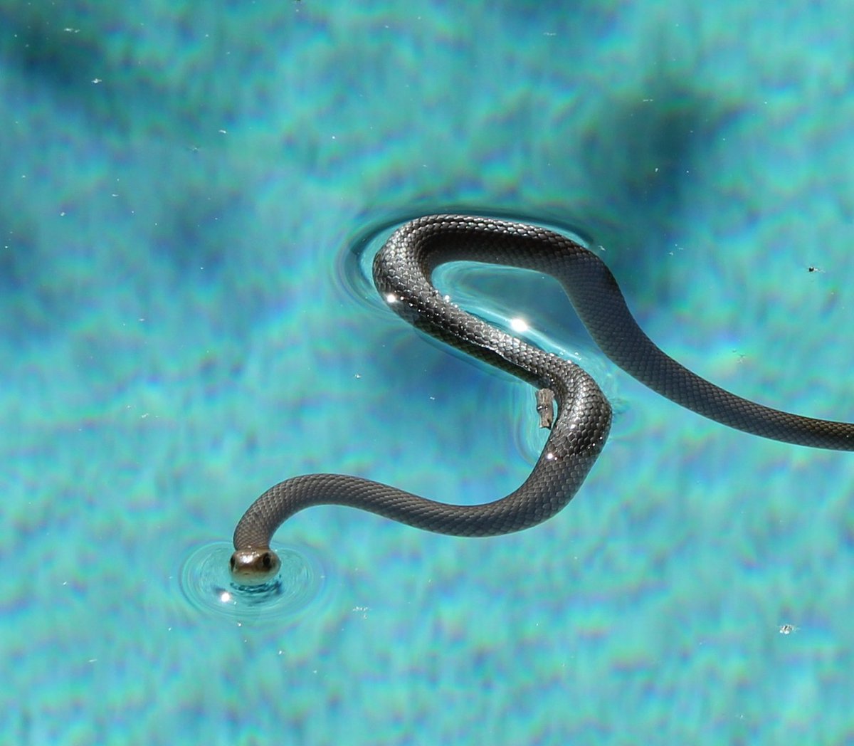 Snakeoutbrisbane On Twitter Gorgeous Little Eastern Brown Snake
