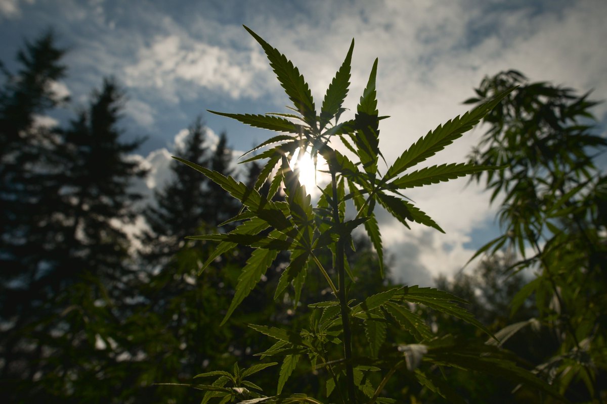 MJFads's tweet image. Courts Are Increasingly Siding with Medical Marijuana Users buff.ly/2P3WqDh