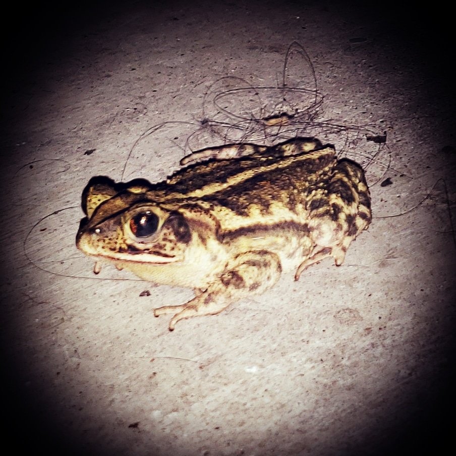 eighty6podcast's tweet photo. No podcast tonight so here's a pic of one of the frogs that live on my porch  #86 #podcast #sports #industry #life https://t.co/vfAb8ysGcQ