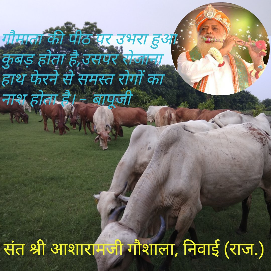 @AsaramBapuJi -
#DesiCows से कई लाभ है-
👉गाय के गौमूत्र में गेंदे के पुष्प मिलाकर घाव पर लगाये तो कैसा भी पुराना घाव हो ठीक होता है।
👉गौमाता की पीठ पर उभरा हुआ कुबड़ होता है,उसपर रोजाना हाथ फेरने से समस्त रोगों का नाश होता है।

फिर गौमाता की हत्या क्यों?
#WorldAnimalWelfareDay