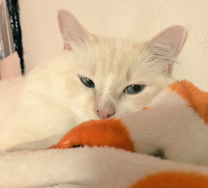 Side eye precious lil bean https://t.co/VuMUvb2ewF