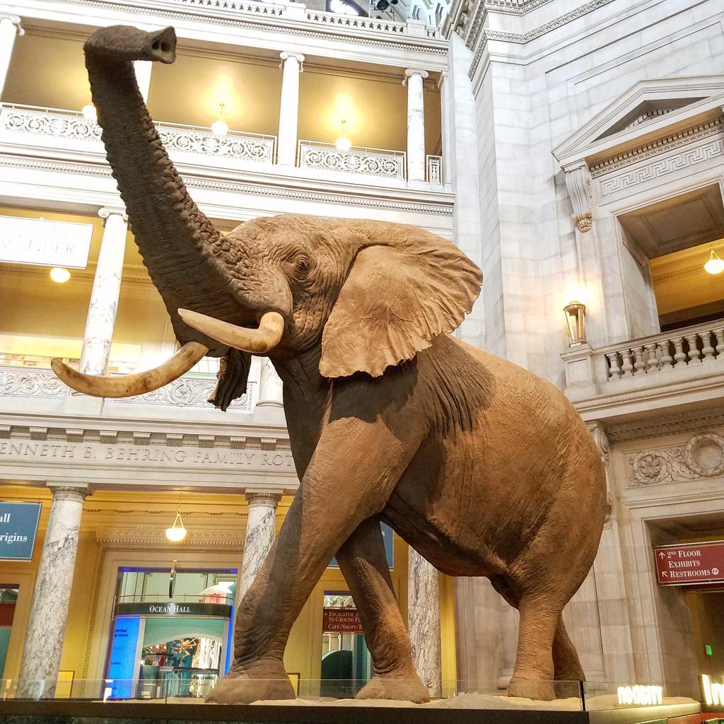 National Museum of Natural History <a href="/NMNH/">Smithsonian NMNH</a>